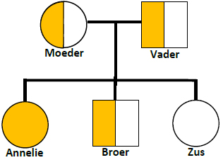 Stamboom: Familie van Annelie. Een defect CFTR-allel is aangegeven met een gele kleur.